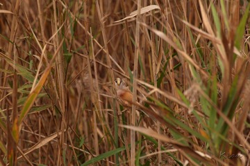 IMG_3774.jpg