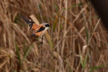 IMG_3746.jpg