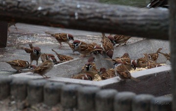 IMG_5105.jpg