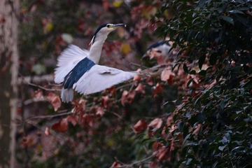 IMG_5229.jpg