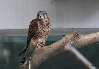 IMG_5317.jpg