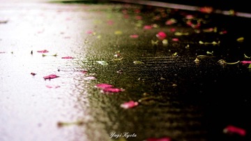 P4060478__wm