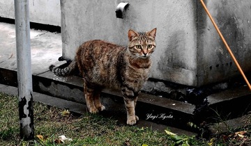 P4060483__wm