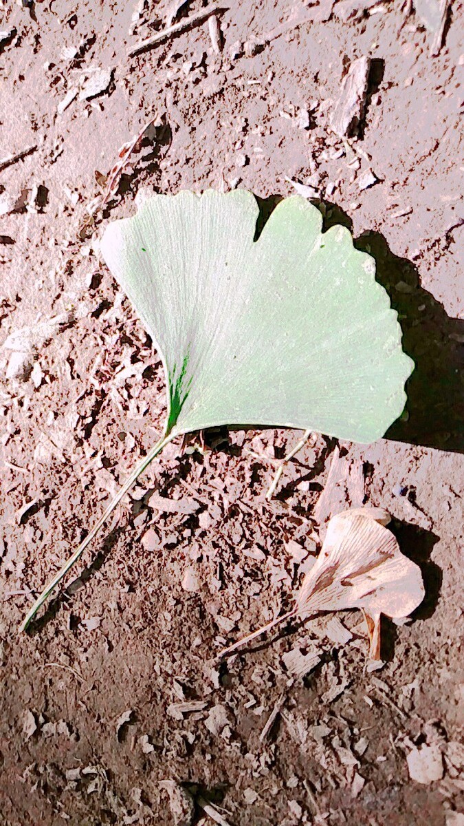 银杏未秋，阳光下的邂逅。钓鱼台银杏大道的秋叶，一枯一荣，自成故事。