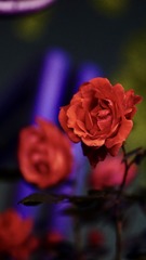 EA92E8F7-7591-4BFF-A474-3F20E52EA6FB/L0/001