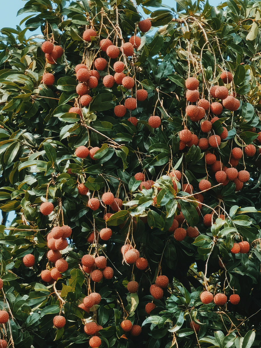 夏天的颜色荔枝红