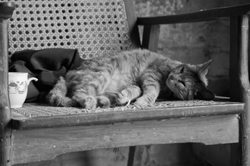 乡下不怕人的猫