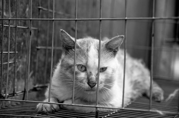势利猫