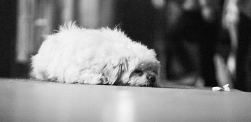 萌流浪犬