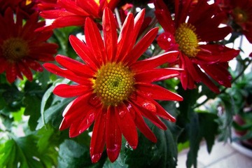 _0015208.jpg