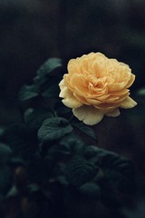 4C6E235F-87CC-4F62-9067-4828C16712BA/L0/001