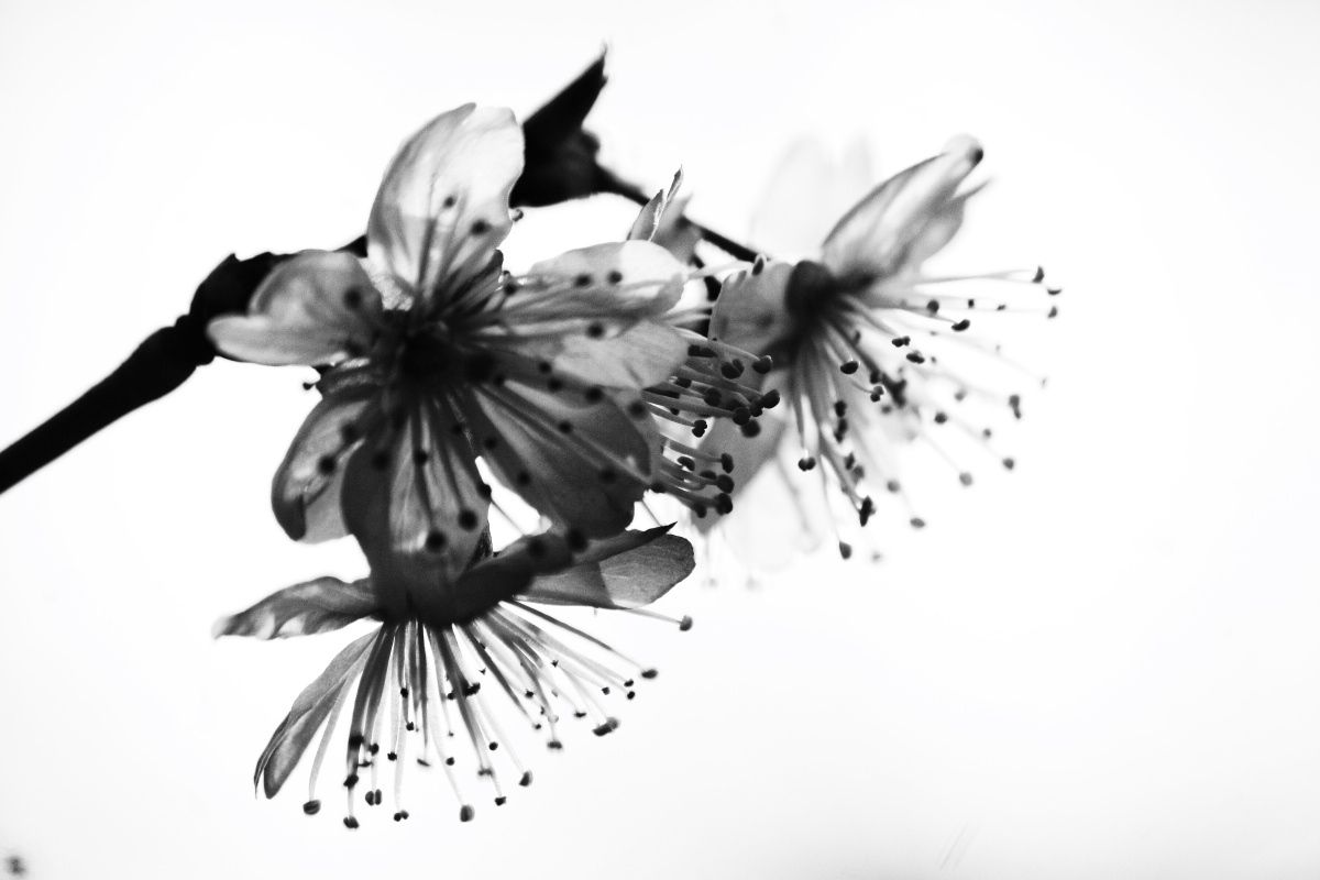 水墨樱花