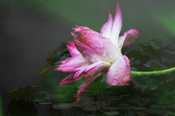 D7D5F517-D31D-4C6A-85DE-42862827EED3/L0/001