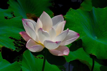 C68C6853-FE50-4EA8-9F64-E48548797613/L0/001