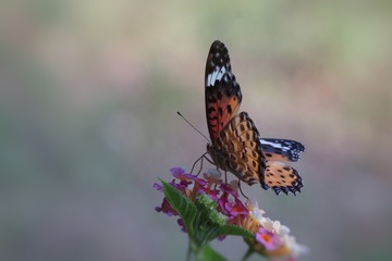9D53BE71-1191-4706-8FE5-D9D3A623AB6C/L0/001