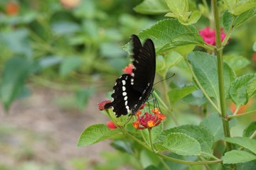 495CC5A2-D842-41FA-BDB2-DF9AA8424100/L0/001