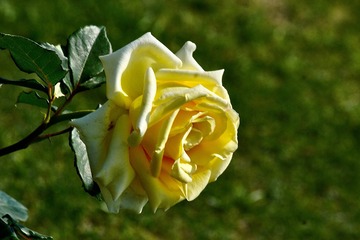A6A82E56-385E-4211-8F90-BAF95301A3E1/L0/001