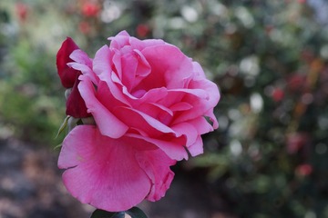 3EFDF778-7005-4D47-9F24-24D4198D7D80/L0/001