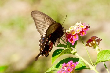 4AA37E81-2426-4910-AE3F-CCA2010D2A69/L0/001