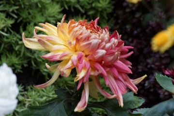 F597B898-D8E6-4D21-AA49-3BA5F9072314/L0/001