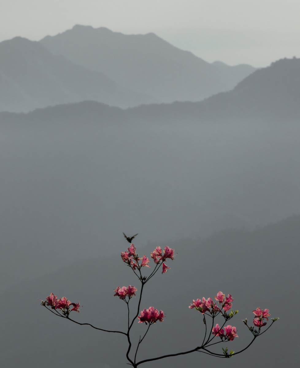 远山含黛近花引蝶