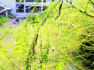 SAM_0871_1
