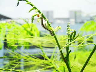 SAM_0882