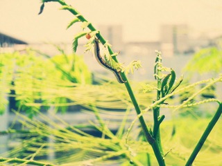 SAM_0882_