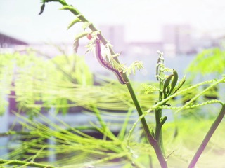 SAM_0882_1