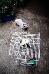 守笼待鸟