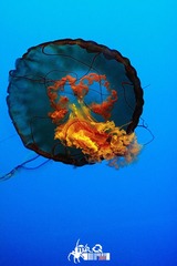 水母