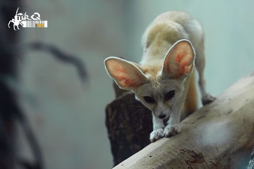 小狐狸