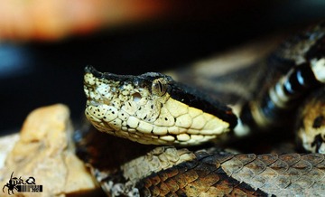 IMG_2376.jpg