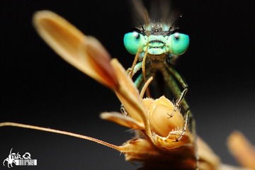 IMG_4854.jpg