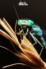 IMG_4857.jpg