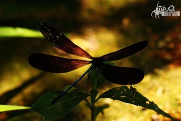 IMG_6356.jpg