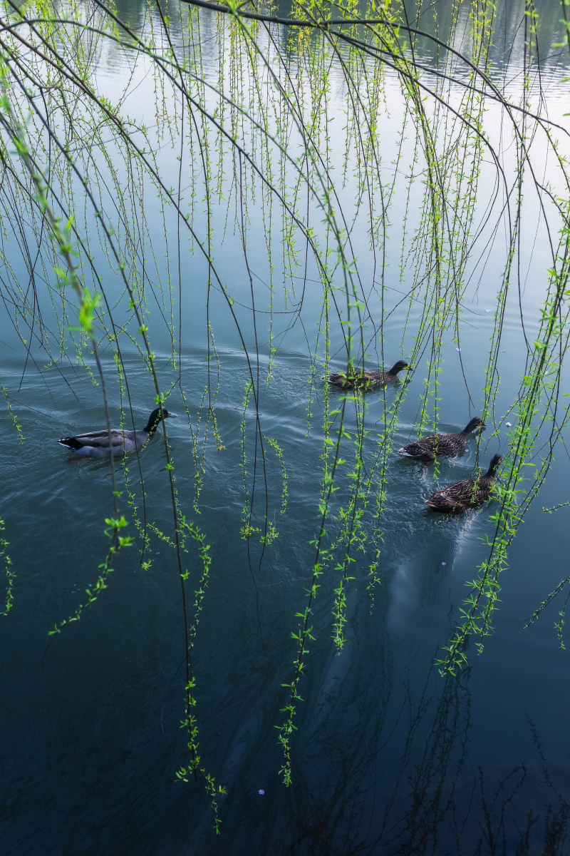 春江水暖鸭先知