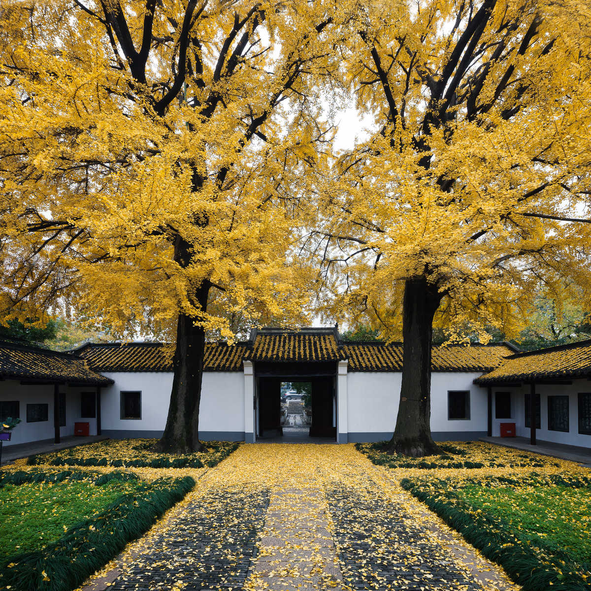 扬州之美秋天的梅花岭