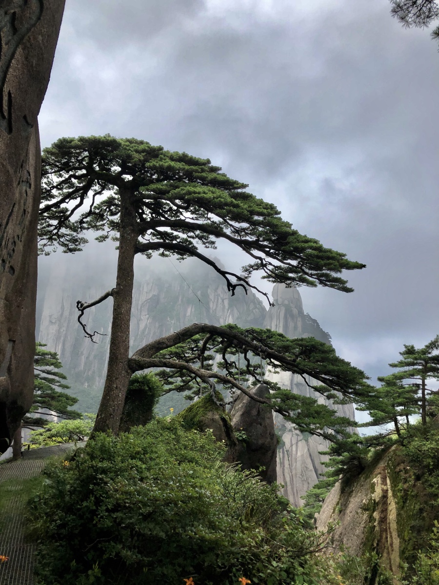 迎客松树#松树山大自然购买并下载购买版权后可将图片用于商业或新闻