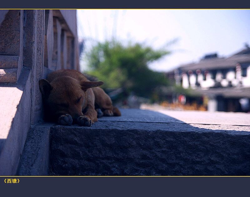 CRW_2504-<br />
春天里的狗儿，悠闲的狗儿