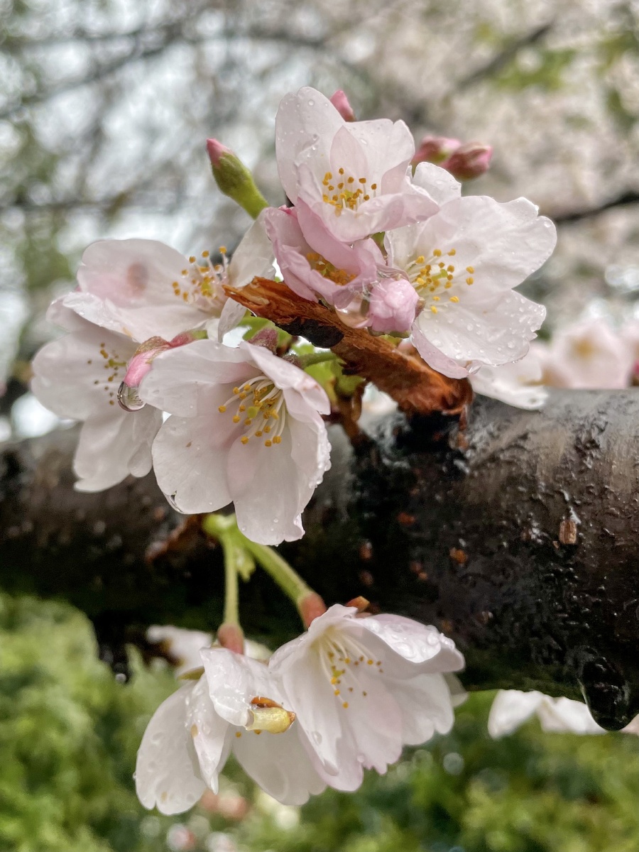 今日春分花香氤氲又是一年樱花季