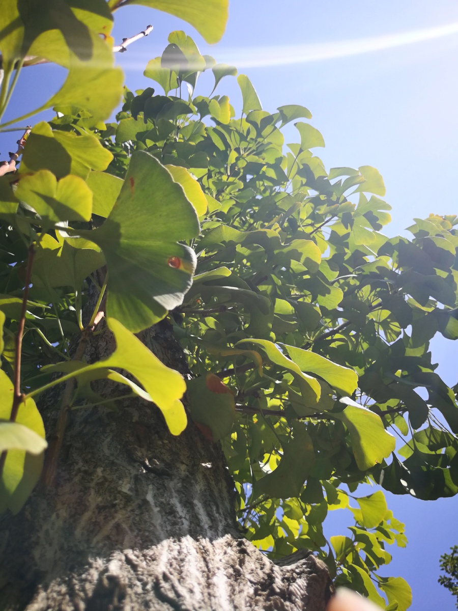 七堇年华不负君259