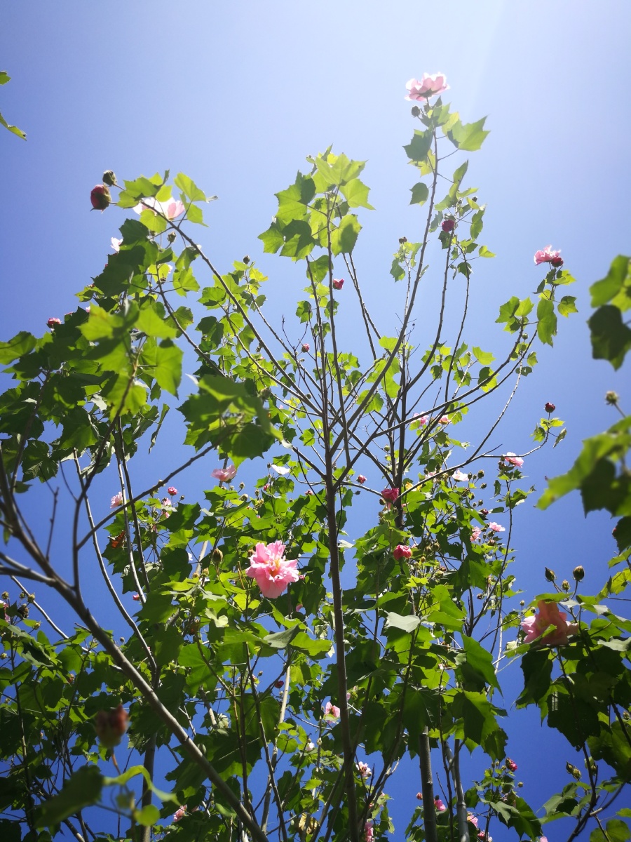 七堇年华不负君259