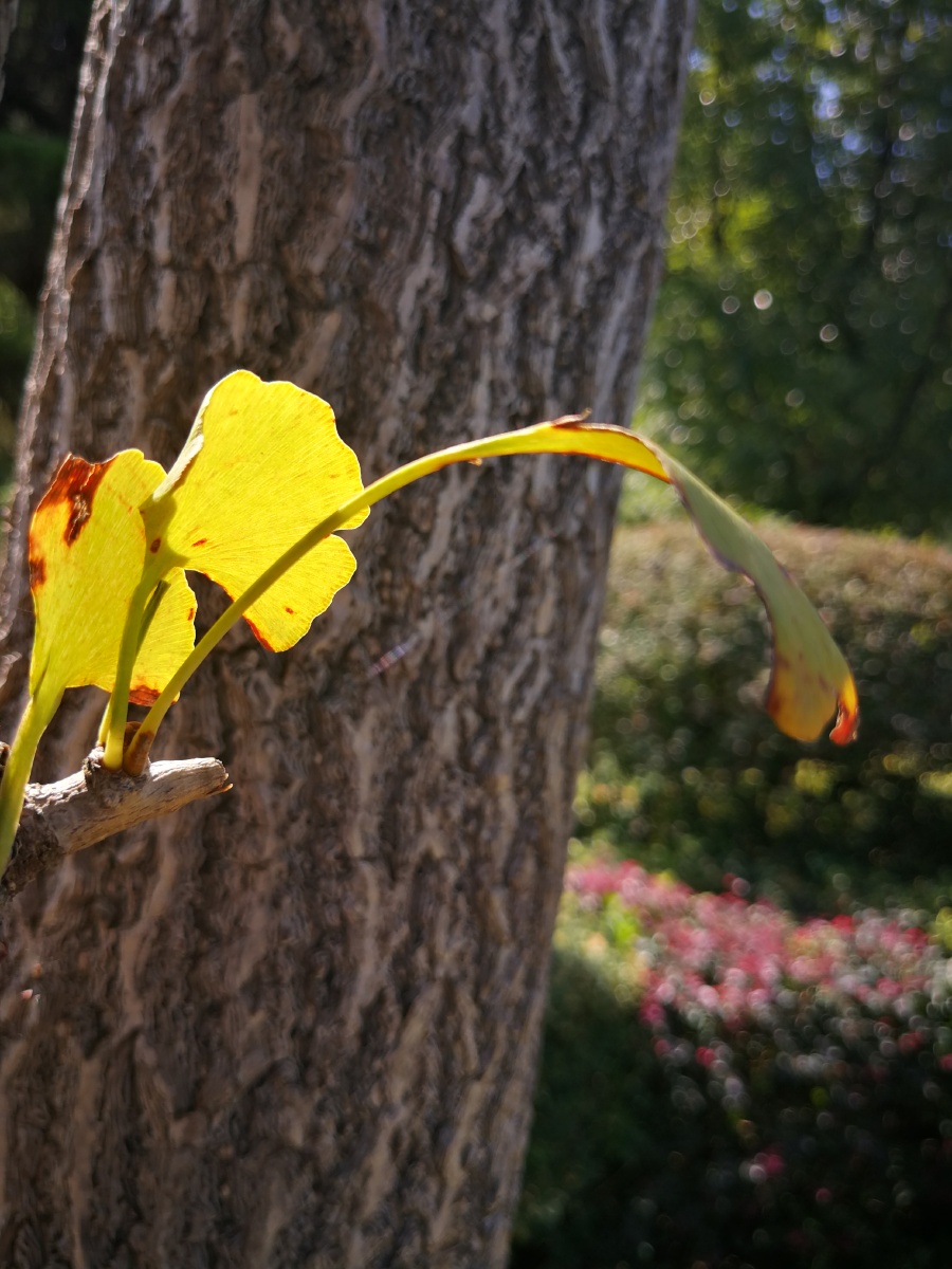 七堇年华不负君259