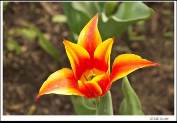 IMGP7075.jpg