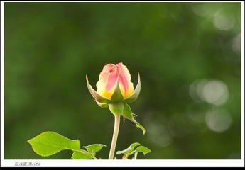 IMGP7225.jpg