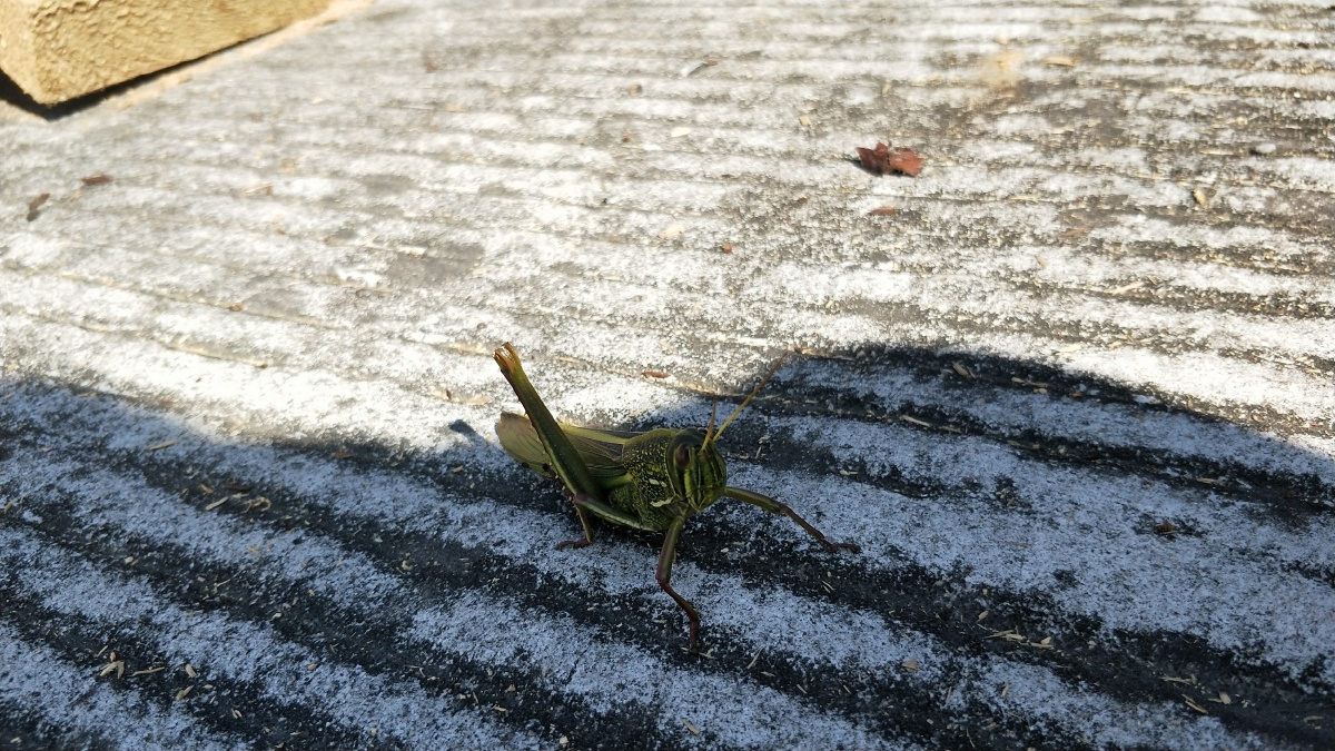 红豆面沙 - 图虫网 - 优质摄影师交流社区