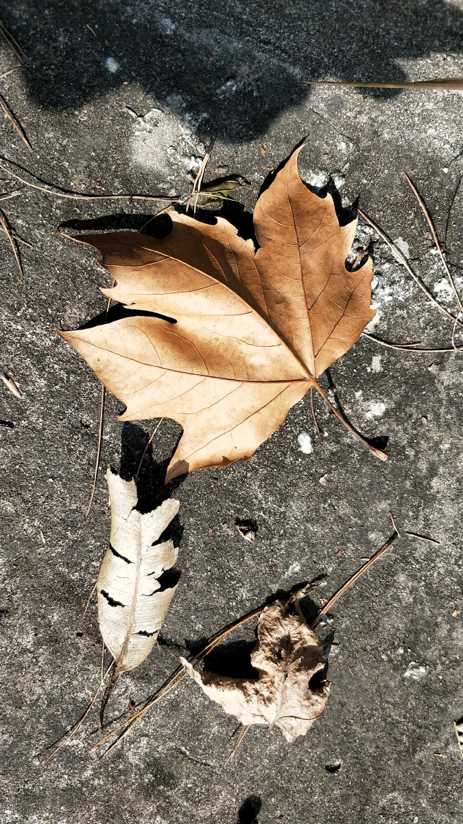 红豆面沙 - 图虫网 - 优质摄影师交流社区