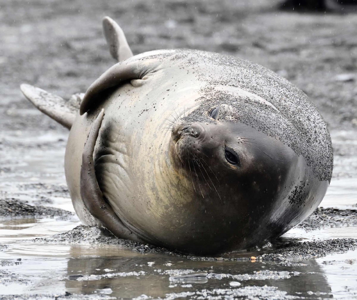 南极行摄一豹海豹