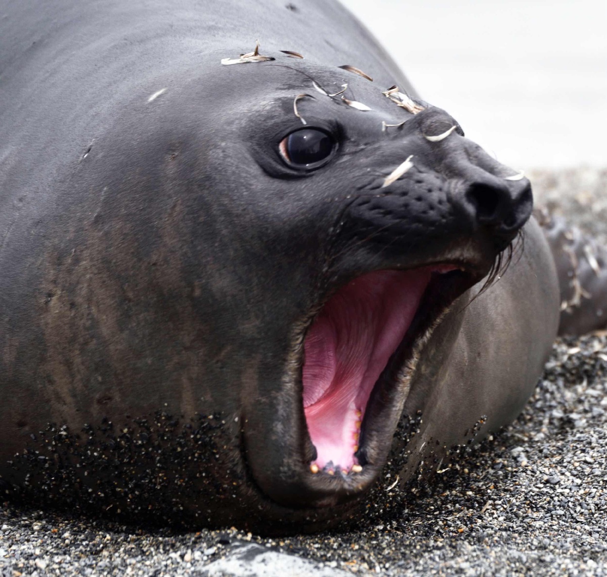 南极行摄一豹海豹